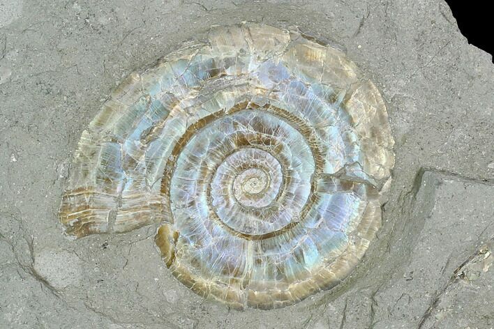 Iridescent Ammonite (Psiloceras) - England #130439
